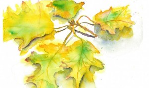 Oak Leaves