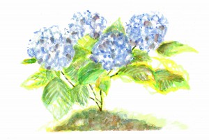 Hydrangeas