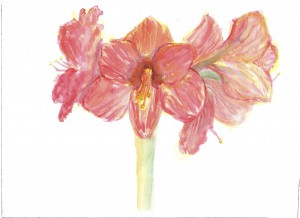 amaryllis blossoms