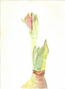 amaryllis bud