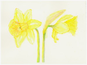 Daffodil Pair