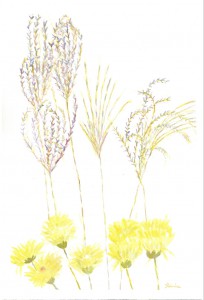 Grasses and flowers